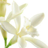 All or Nothing Парфем