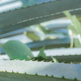 Men's Collection Agave Power Тоалетна вода