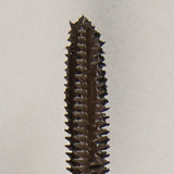 INFINILASH LENGTH MSCR 9 ML BROWN