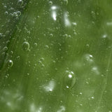 Feminelle Soothing Intimate Wash with Aloe Vera